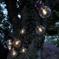 Hometown Evolution G50 LED Filament Clear Light Bulb with C9-E17 Base (Box of 25)