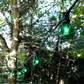 Hometown Evolution G50 Transparent Green Light Bulb with C9-E17 Base (Box of 25)