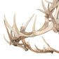 Meyda Lighting Antlers 69" 12-Light Solar Black & Sun Bleached Elk Chandelier