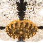 Meyda Lighting Chrisanne 24" 3-Light Mirror Black & Sahara Gold Flush Mount Light With Clear Crystal Shade