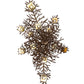 Meyda Lighting Pine Branch 48" 12-Light Cafe Noir Island Chandelier With Beige Art Shade Glass