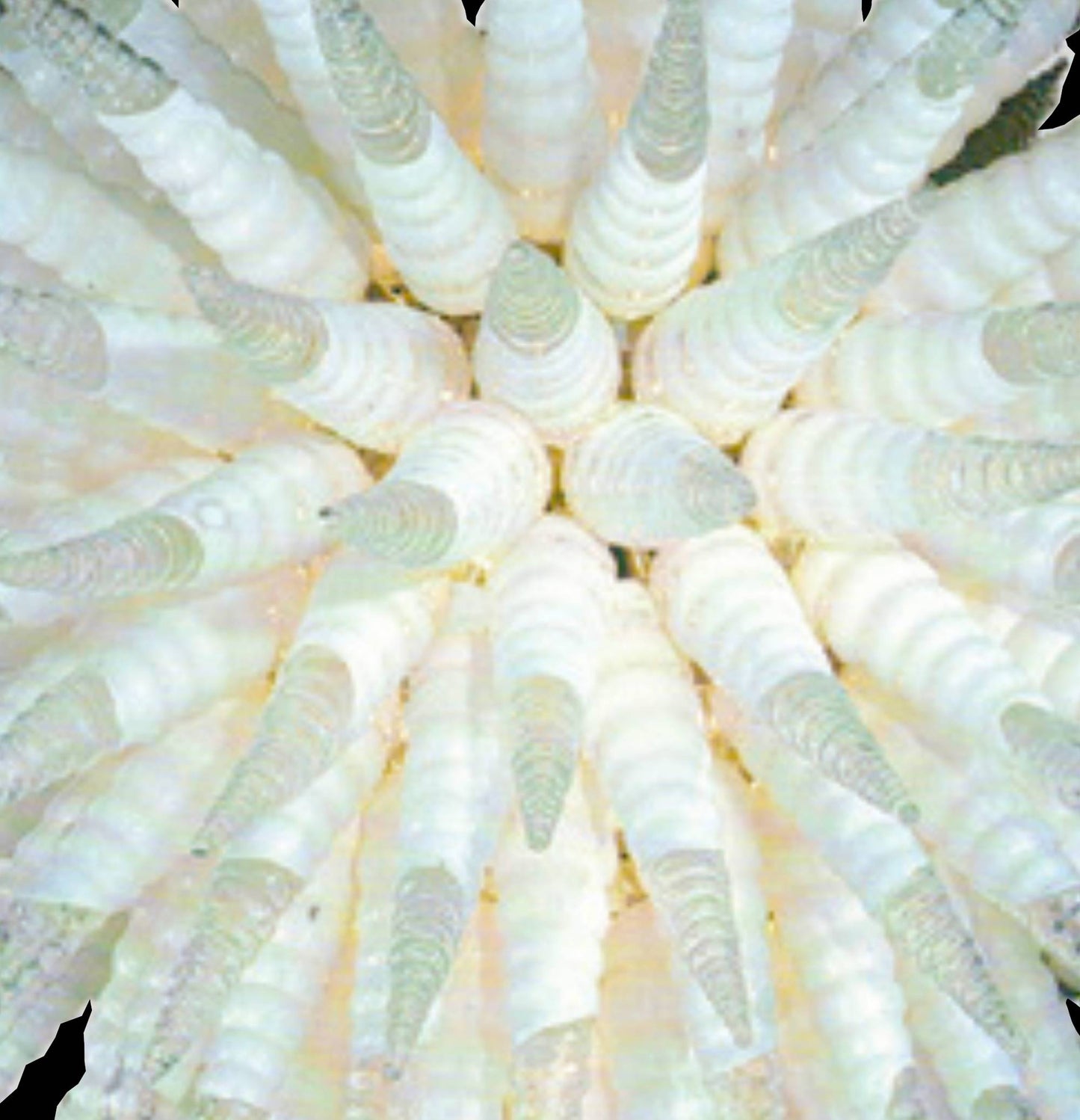 Vetreria Artistica Rosa Corno di Bue 1-Lights Milk White With Crystal Shaded Glass Chandelier