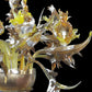 Vetreria Artistica Rosa Marem 9-Lights Amber, Yellow and Orange Crystal Glass Chandelier