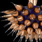 Vetreria Artistica Rosa Pegaso Mezza Sfera 55-Lights Midnight Blue Half Sphere Frame With Gold Leaf Glass Chandelier