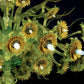Vetreria Artistica Rosa Plafoniera Girasole 36-Lights Green Crystal Base With Orange and Yellow Flower Accent Glass Chandelier