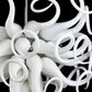 Vetreria Artistica Rosa Riccio 12-Lights White Curl Glass Chandelier