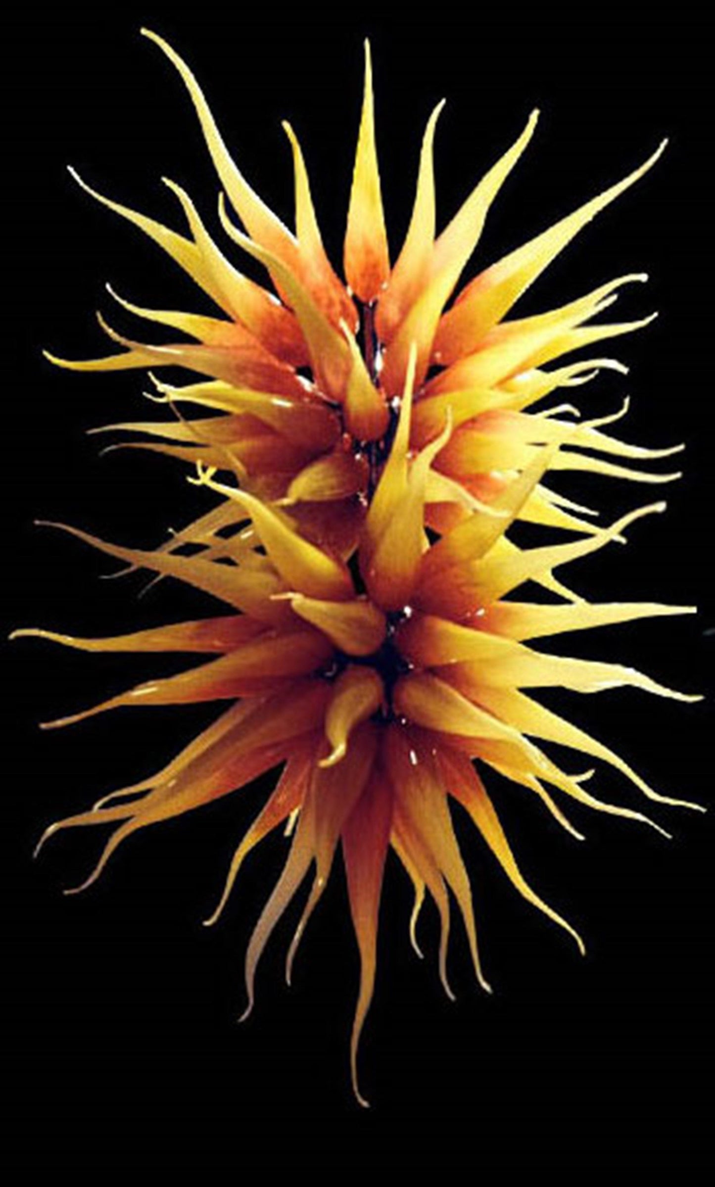 Vetreria Artistica Rosa Soffio 16-Lights Faded Yellow Red Flame Glass Chandelier